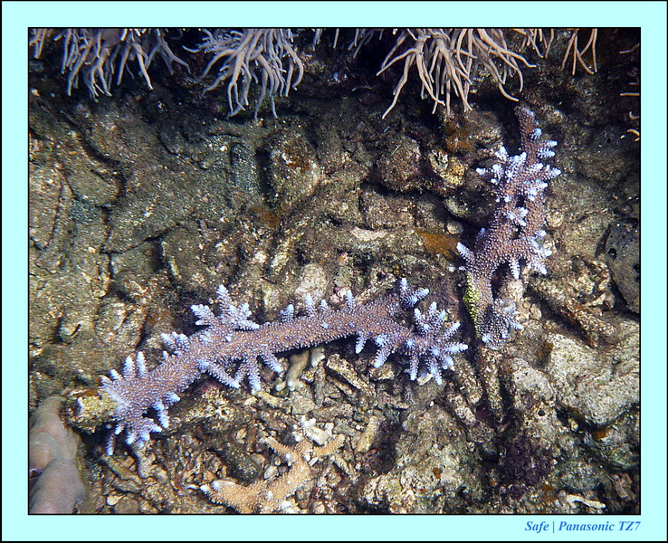 2012 - 07 - Dauin Sanctuary 31